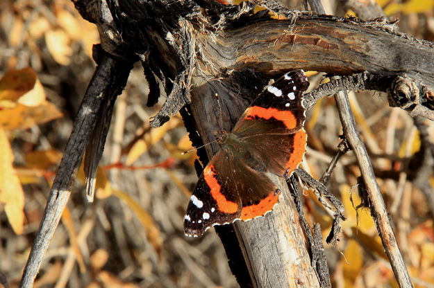 Red Admiral at Attention. Photo by Fred Pflughoft.