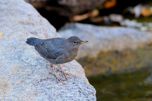 A Very Cooperative Dipper. Photo by Fred Pflughoft.