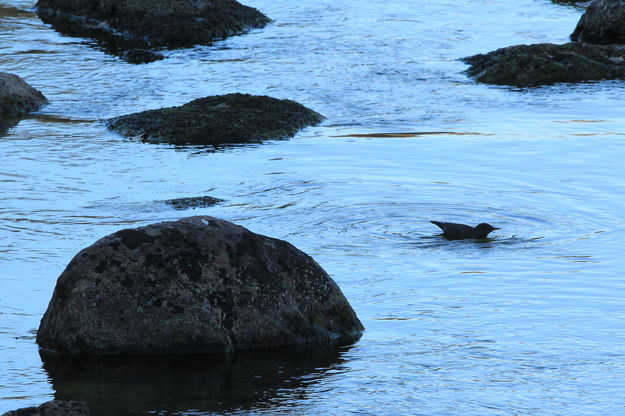 Dippin' Dipper. Photo by Fred Pflughoft.