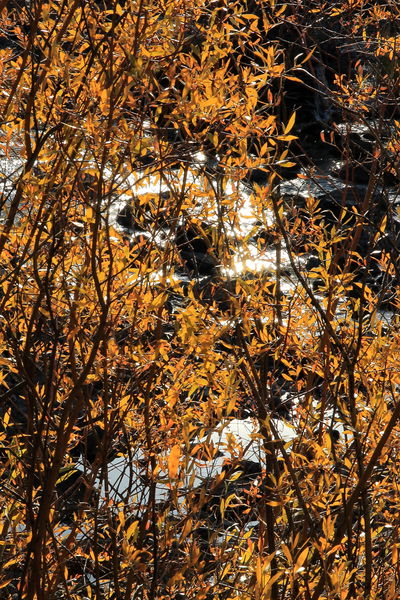 Streamside Willows. Photo by Fred Pflughoft.