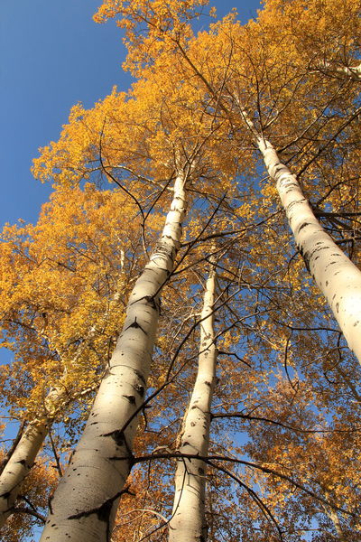 Standing Tall. Photo by Fred Pflughoft.