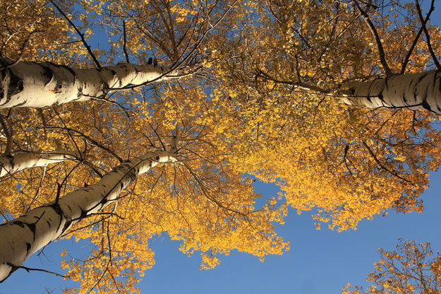 Colored Canopy. Photo by Fred Pflughoft.