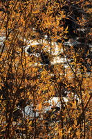 Streamside Willows. Photo by Fred Pflughoft.