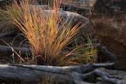 Grasses Backlit. Photo by Fred Pflughoft.