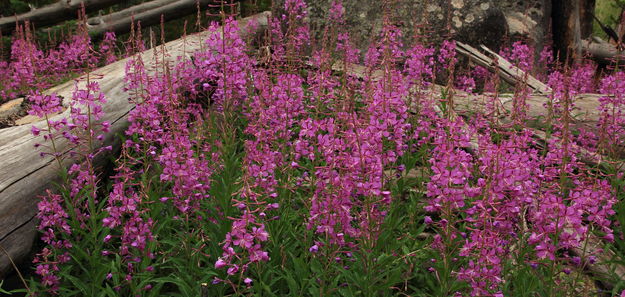 Fireweed on Dads Lk. Trail. Photo by Fred Pflughoft.