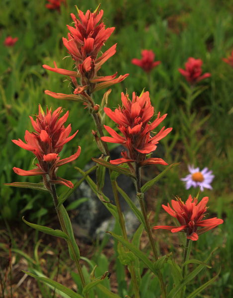 Scarlet Paintbrush near Island Lk.. Photo by Fred Pflughoft.