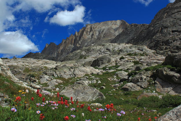 Wildflowers beneath Fremont Peak. Photo by Fred Pflughoft.