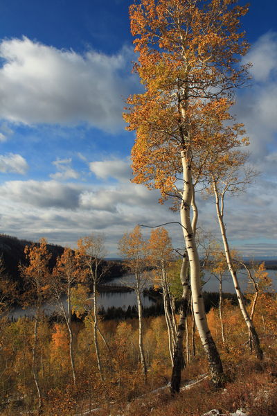 Fall Aspens above New Fork Lks.. Photo by Fred Pflughoft.
