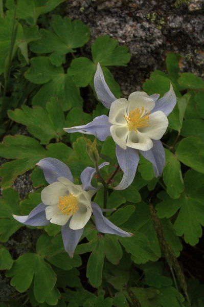 Colorado Columbine. Photo by Fred Pflughoft.