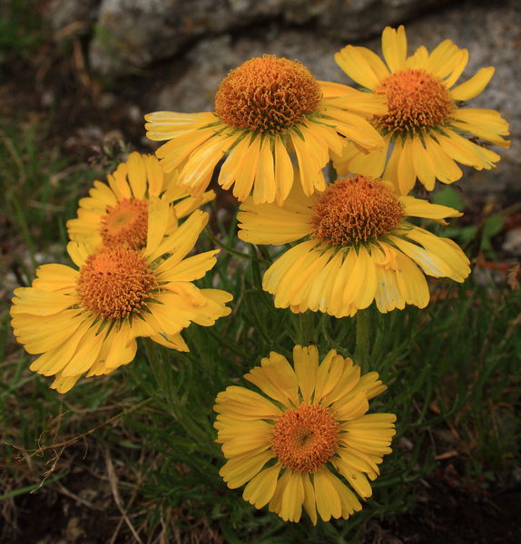 Alpine Sunflowers. Photo by Fred Pflughoft.
