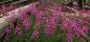 Fireweed on Dads Lk. Trail. Photo by Fred Pflughoft.