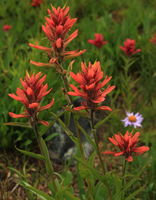 Scarlet Paintbrush near Island Lk.. Photo by Fred Pflughoft.