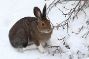 Snowshoe Hare near Elkhart Park. Photo by Fred Pflughoft.