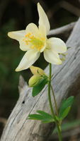 Columbine on shoreline of Green River Lks.. Photo by Fred Pflughoft.