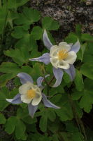 Colorado Columbine. Photo by Fred Pflughoft.