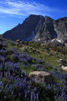 Lupine Meadow below Temple Peak. Photo by Fred Pflughoft.