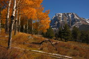 Fall Aspens beneath Flat Top Mtn.. Photo by Fred Pflughoft.