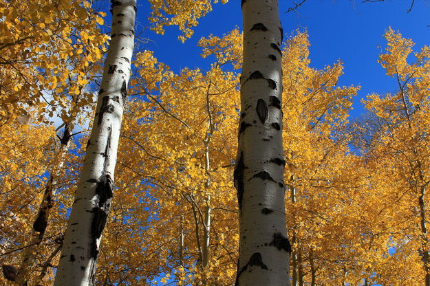 Blue and Gold. Photo by Fred Pflughoft.