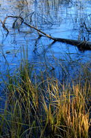 Icy Pond. Photo by Fred Pflughoft.