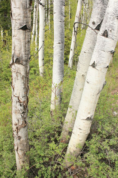 Verdant Aspen Grove. Photo by Fred Pflughoft.