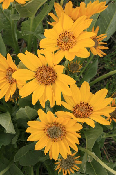 Balsamroot. Photo by Fred Pflughoft.