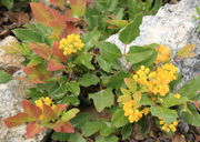 Oregon Grape. Photo by Fred Pflughoft.