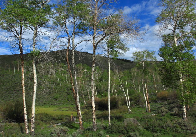 Aspen. Photo by Fred Pflughoft.