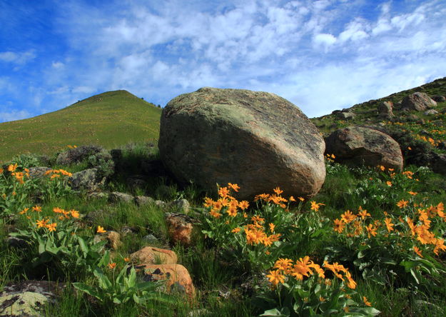 Boulder bloom. Photo by Fred Pflughoft.