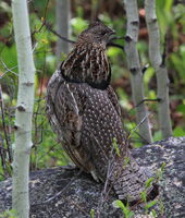 Ruffed Grouse. Photo by Fred Pflughoft.