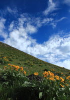 Balsamroot in bloom. Photo by Fred Pflughoft.