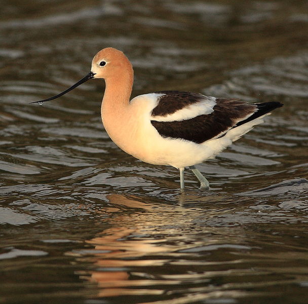 American Avocet - Green River Lakes Rd.. Photo by Fred Pflughoft.