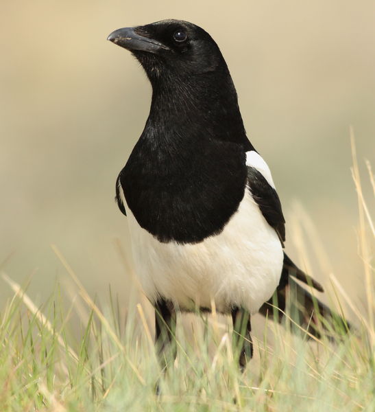 Black-billed Magpie - Near Fremont Lake Overlook. Photo by Fred Pflughoft.