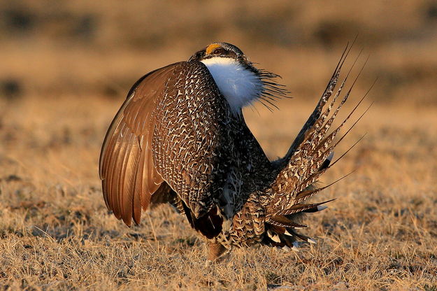 Greater Sage Grouse - Muddy Speedway. Photo by Fred Pflughoft.