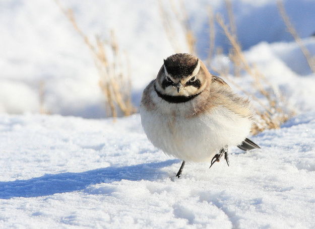 Horned Lark - County Landfill Rd.. Photo by Fred Pflughoft.