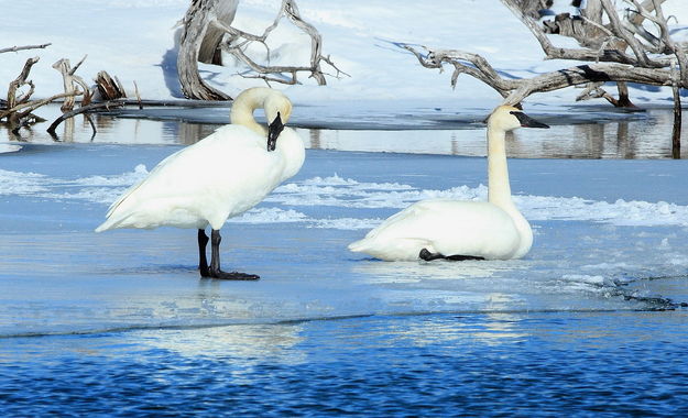 Trumpeter Swans - Fremont Lake Outlet. Photo by Fred Pflughoft.