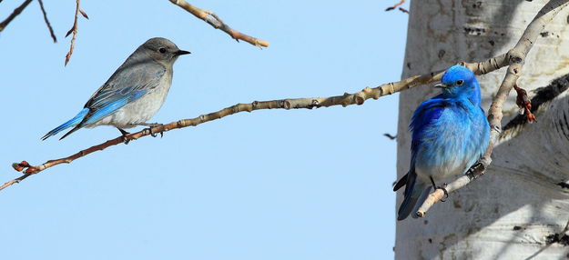 Mountain Bluebirds - CCC Dam Parking Lot. Photo by Fred Pflughoft.