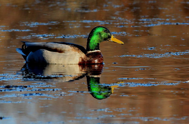 Mallar - Marsh Pond / CCC Ponds. Photo by Fred Pflughoft.