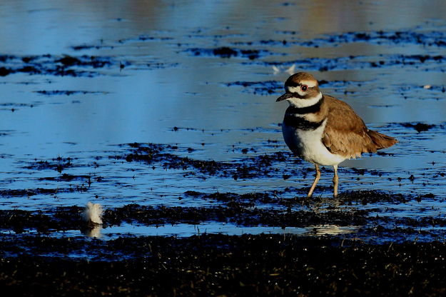 Killdeer - Marsh Pond / CCC Ponds. Photo by Fred Pflughoft.