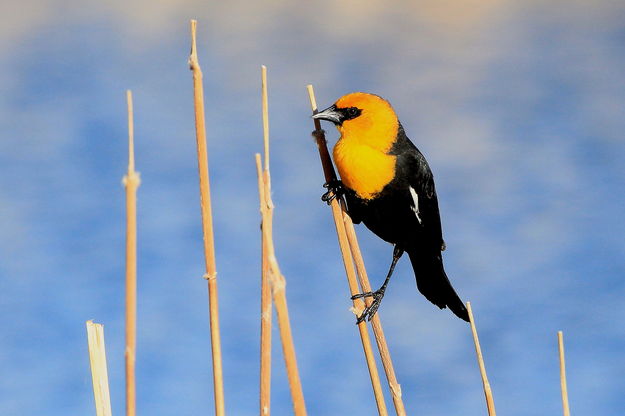 Yellow-headed Blackbird - Paradise Rd.. Photo by Fred Pflughoft.