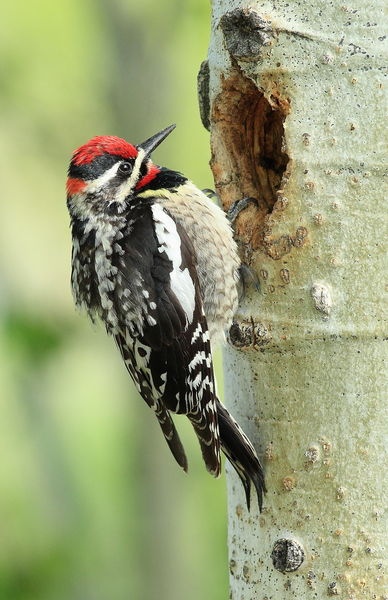 Red-naped Sapsucker - CCC Dam Area. Photo by Fred Pflughoft.