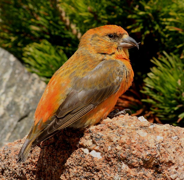 Red Crossbill - Shelter Park. Photo by Fred Pflughoft.