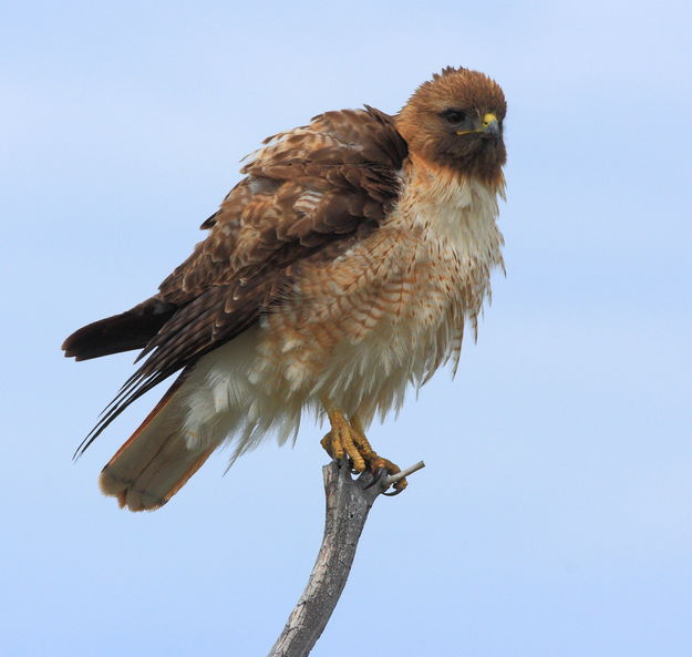 Red-tailed Hawk - Fremont Lake Campground Rd.. Photo by Fred Pflughoft.