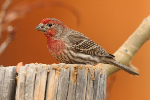 House Finch - Shelter Park. Photo by Fred Pflughoft.