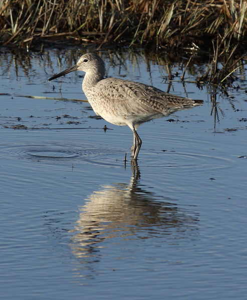 Willet - Pape Ranch Rd.. Photo by Fred Pflughoft.