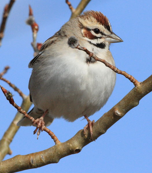 Lark Sparrow - Shelter Park. Photo by Fred Pflughoft.