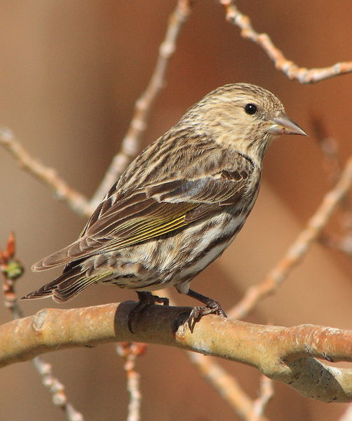 Pine Siskin - Shelter Park. Photo by Fred Pflughoft.