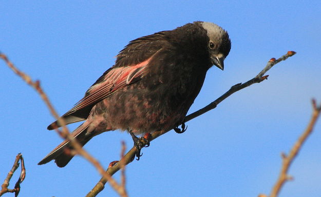 Black Rosy Finch - Shelter Park. Photo by Fred Pflughoft.