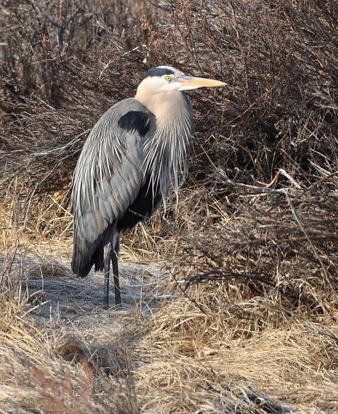 Great Blue Heron - Daniel-Merna Rd.. Photo by Fred Pflughoft.