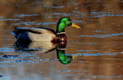 Mallar - Marsh Pond / CCC Ponds. Photo by Fred Pflughoft.