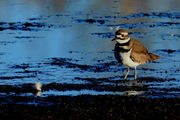 Killdeer - Marsh Pond / CCC Ponds. Photo by Fred Pflughoft.